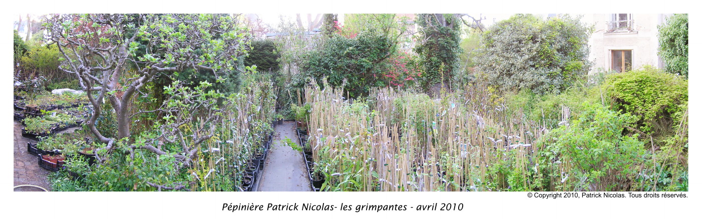 Pépinière Patrick Nicolas les plantes grimpantes